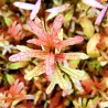 Ludwigia inclinata "Red" / Ludwigia Inclinata sp Crystal