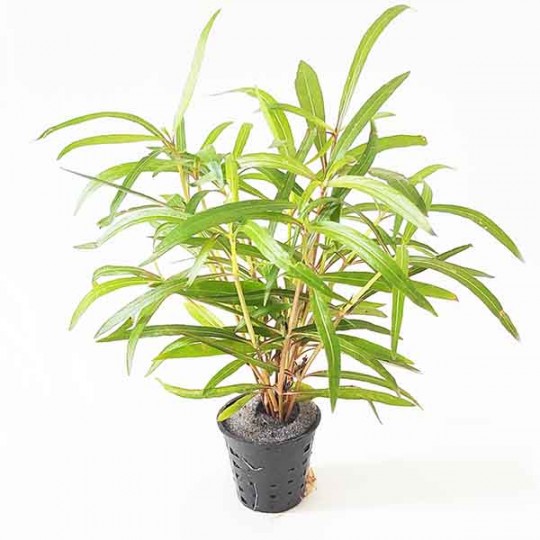 Гигрофила Тигр - Hygrophila sp. Tiger