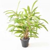 Гигрофила Тигр - Hygrophila sp. Tiger