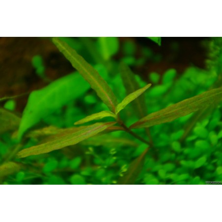 Гигрофила Тигр - Hygrophila sp. Tiger