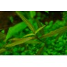 Гигрофила Тигр - Hygrophila sp. Tiger