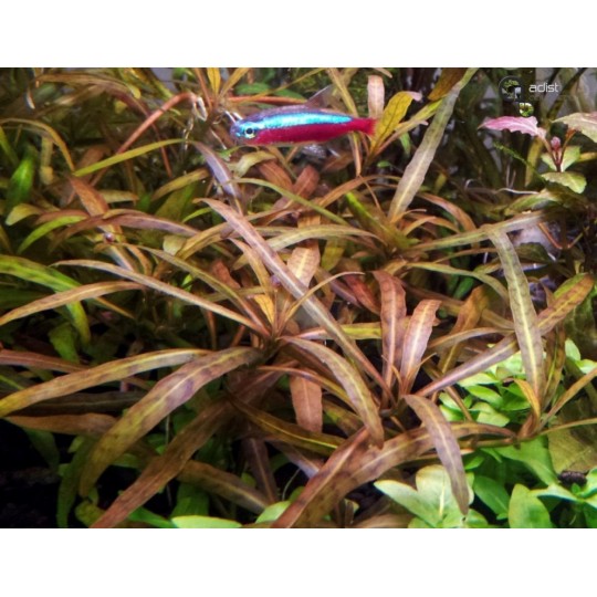 Гигрофила Тигр - Hygrophila sp. Tiger