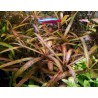 Гигрофила Тигр - Hygrophila sp. Tiger