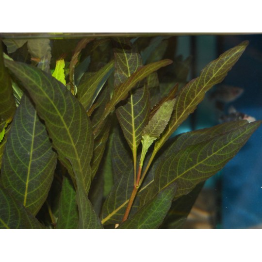Hygrophila Corymbosa "Angustifolia Rubra"