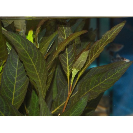 Hygrophila Corymbosa "Angustifolia Rubra"