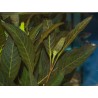 Hygrophila Corymbosa "Angustifolia Rubra"