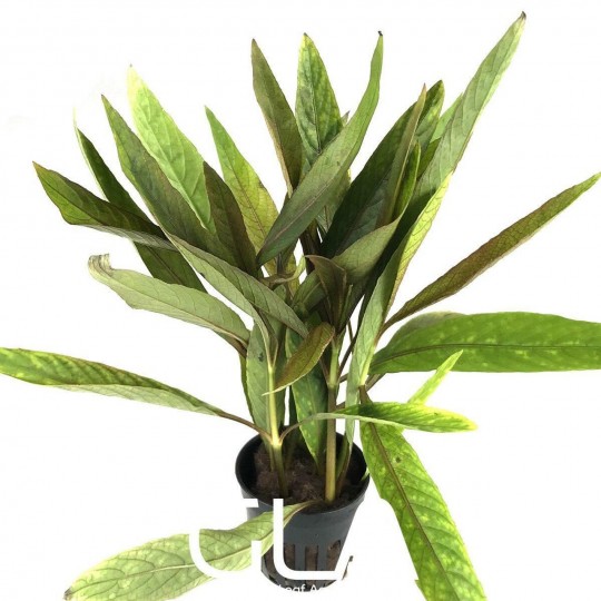 Hygrophila Corymbosa "Angustifolia Rubra"