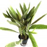 Hygrophila Corymbosa "Angustifolia Rubra"