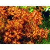 Ludwigia sp. «Гвинея» - Ludwigia senegalensis ("Guinea")
