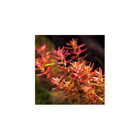 Rotala Macrandra “Mini Butterfly”