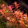 Rotala Macrandra “Mini Butterfly”