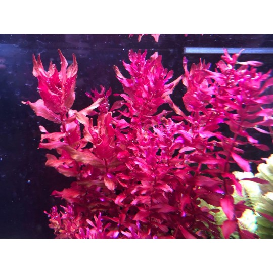 Rotala Macrandra “Mini Butterfly”