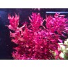 Rotala Macrandra “Mini Butterfly”