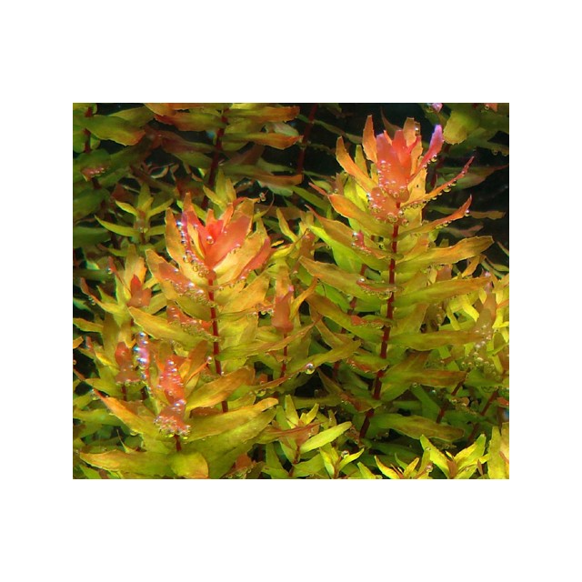 Rotala macrandra green