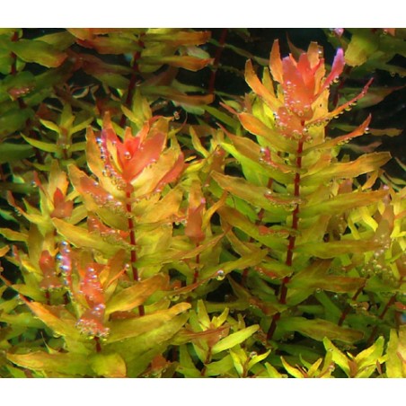 Rotala macrandra green