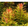 Rotala macrandra green