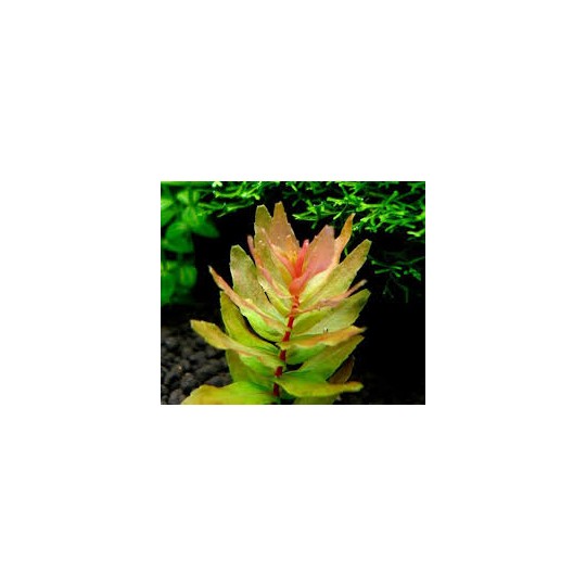 Rotala macrandra green