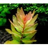 Rotala macrandra green