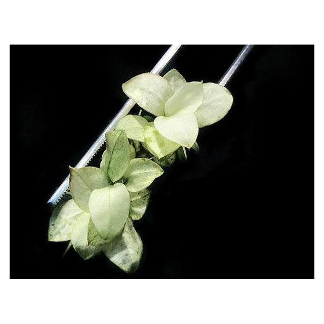 Anubias barteri var. nana 'Snow White'