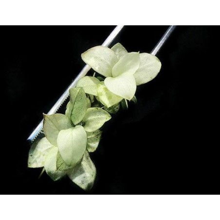 Anubias barteri var. nana 'Snow White'