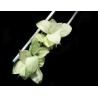 Anubias barteri var. nana 'Snow White'
