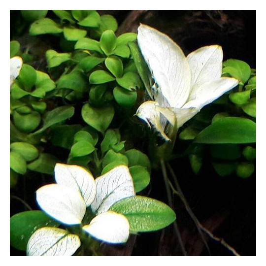 Anubias barteri var. nana 'Snow White'