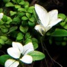 Anubias barteri var. nana 'Snow White'