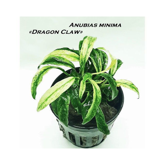 Anubias minima dragon claw