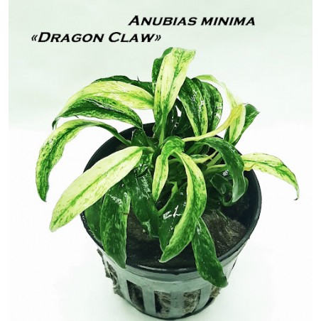 Anubias minima dragon claw