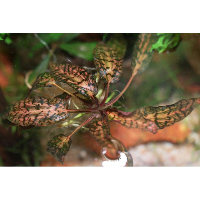 Cryptocoryne nurii var. raubensis 'Rosen Maiden'