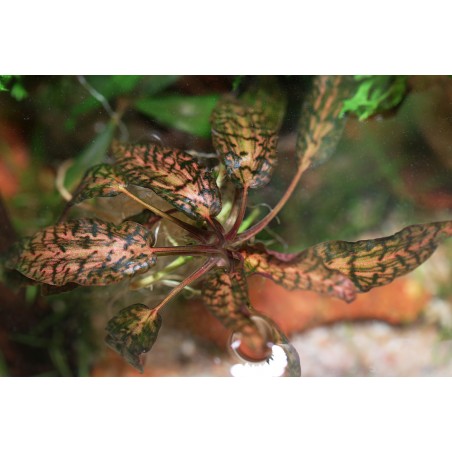 Cryptocoryne nurii var. raubensis 'Rosen Maiden'