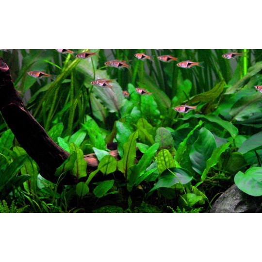 Cryptocoryne wendtii 'Green'