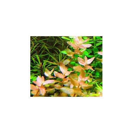 Bacopa caroliniana 