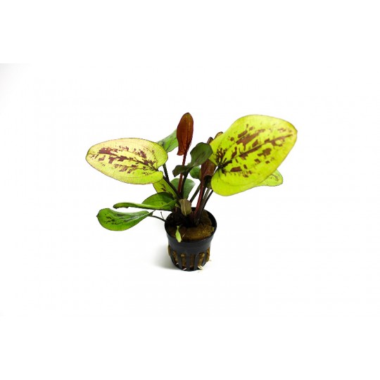 Echinodorus Chocolate Marble