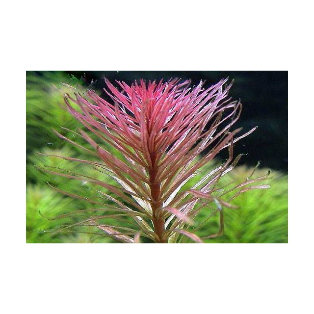 Ludwigia inclinata var. verticillata 'Pantanal' - Pantanal Ludwigia