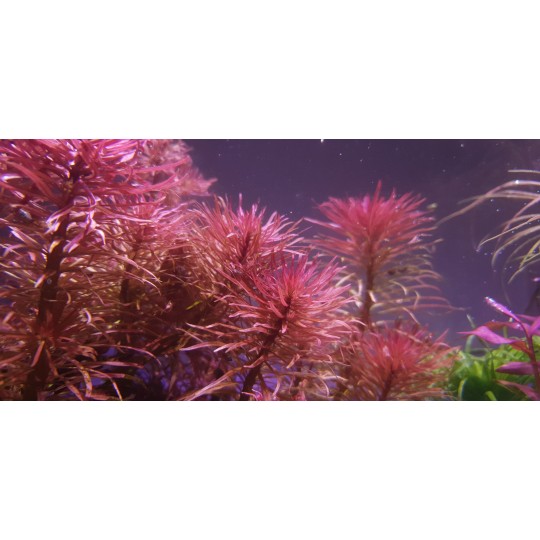 Ludwigia inclinata var. verticillata 'Pantanal' - Pantanal Ludwigia