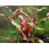 Murdannia engelsii - Red Murdannia - Murdannia sp. 'Red'