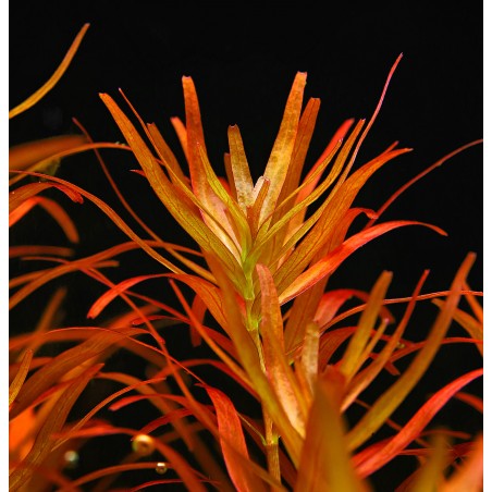 Rotala rotundifolia "Singapore"