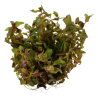 Rotala macrandra - 1 Bunch