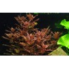 Rotala macrandra - 1 Bunch