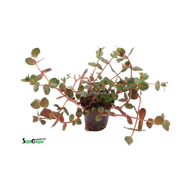 Rotala macrandra - 1 Bunch