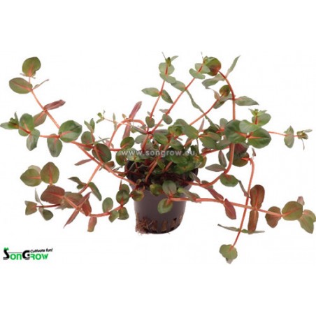 Rotala macrandra - 1 Bunch