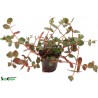 Rotala macrandra - 1 Bunch