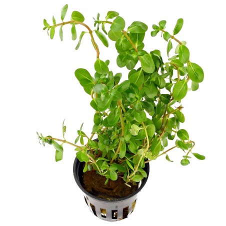 Rotala macrandra 'Green Narrow Leaf'