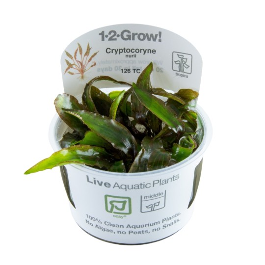 Cryptocoryne nurii - in vitro