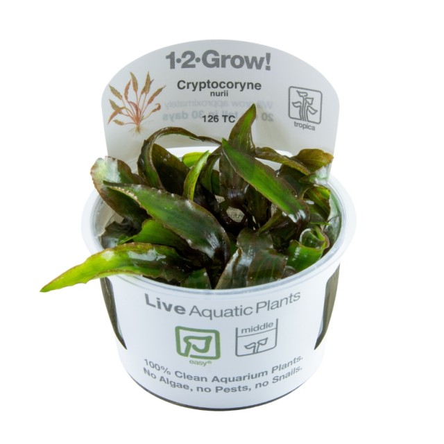 Криптокорина Нури Розен Мейден - Cryptocoryne nurii 'Rose Maiden' -  in vitro - Живое аквариумное растение