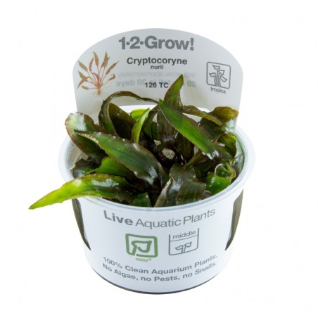 Криптокорина Нури Розен Мейден - Cryptocoryne nurii 'Rose Maiden' -  in vitro - Живое аквариумное растение