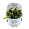 Криптокорина Нури Розен Мейден - Cryptocoryne nurii 'Rose Maiden' -  in vitro - Живое аквариумное растение