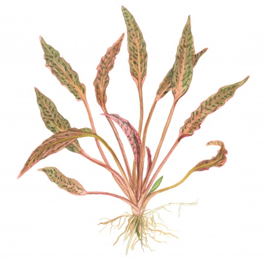 Cryptocoryne nurii - in vitro