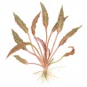 Cryptocoryne nurii - in vitro